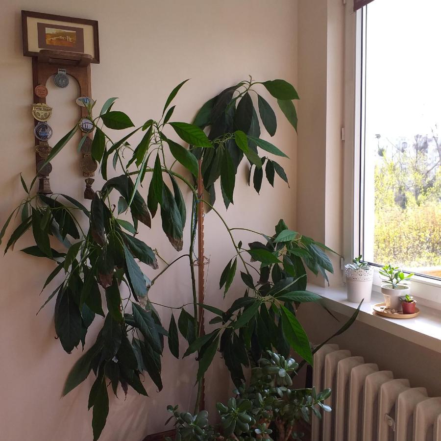 Wakacje Nad Morzem 格但斯克 外观 照片